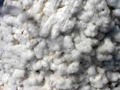 Comment les fibres de coton bio deviennent une belle toile Bio ?