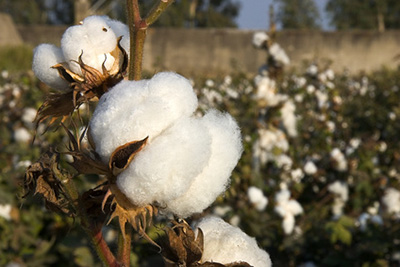Le coton bio : la bonne fibre pour la planète et votre santé